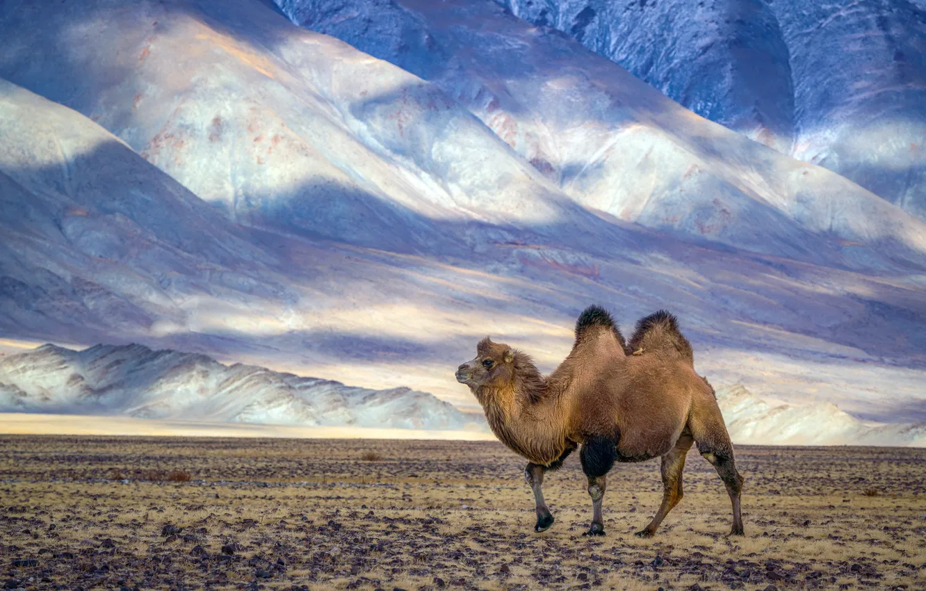 Фото обои природа, пустыня, верблюд