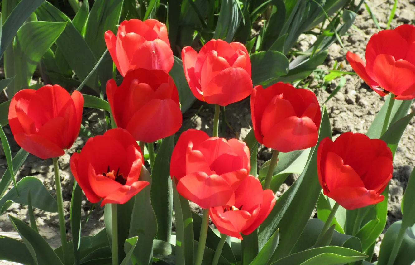 Фото обои клумба, красные тюльпаны, апрель, весна 2018, Meduzanol ©