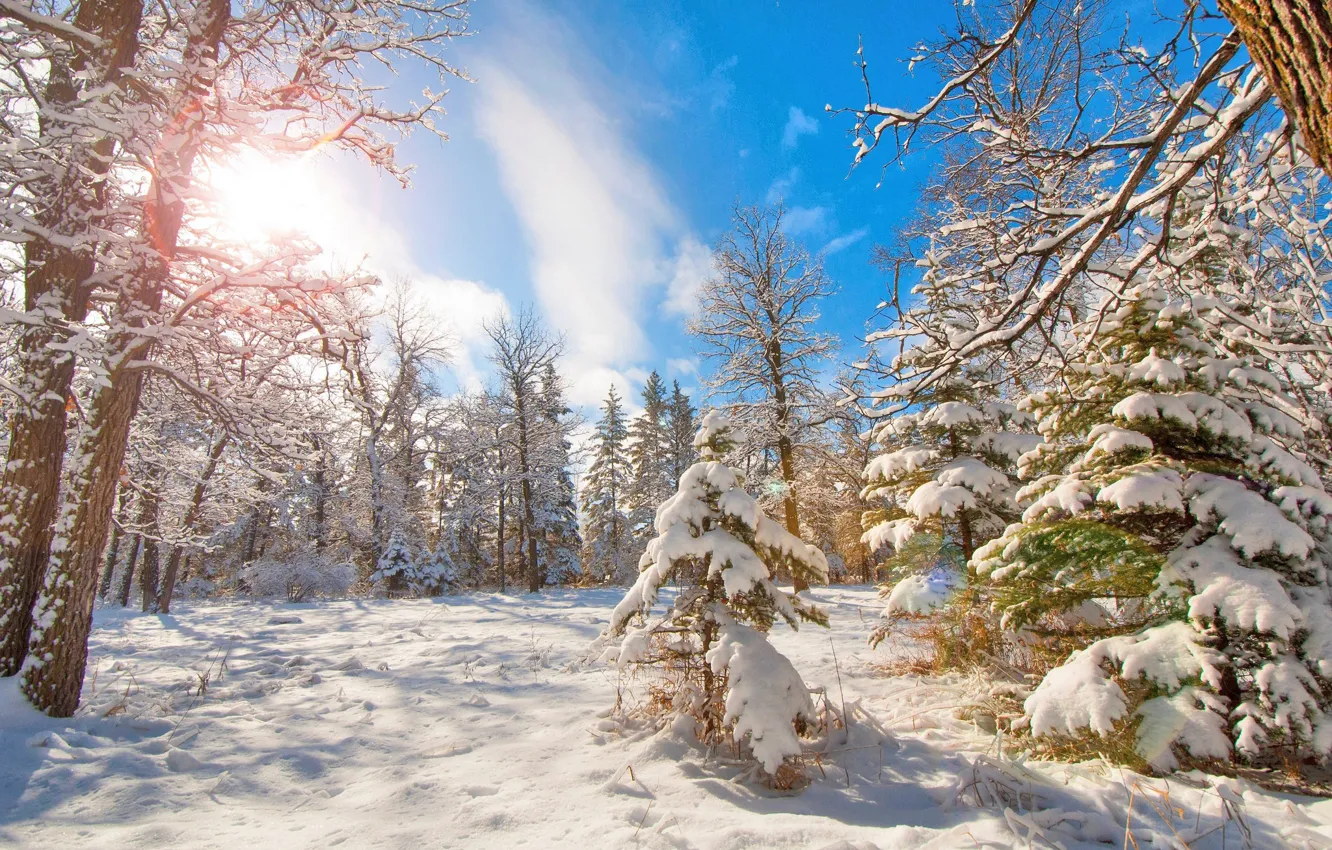 Фото обои зима, лес, снег, деревья, ель