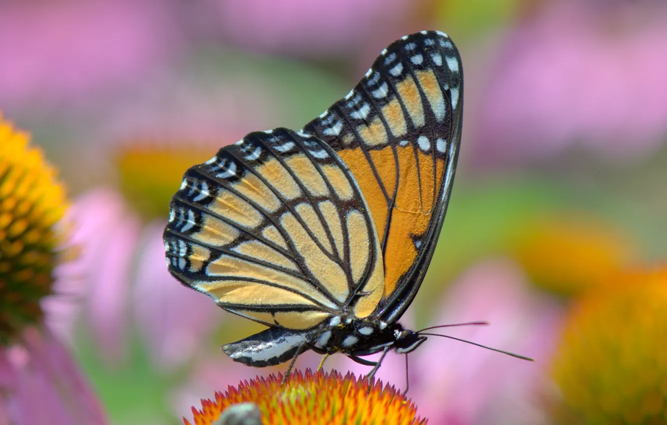 Фото обои бабочка, яркость, расцветка