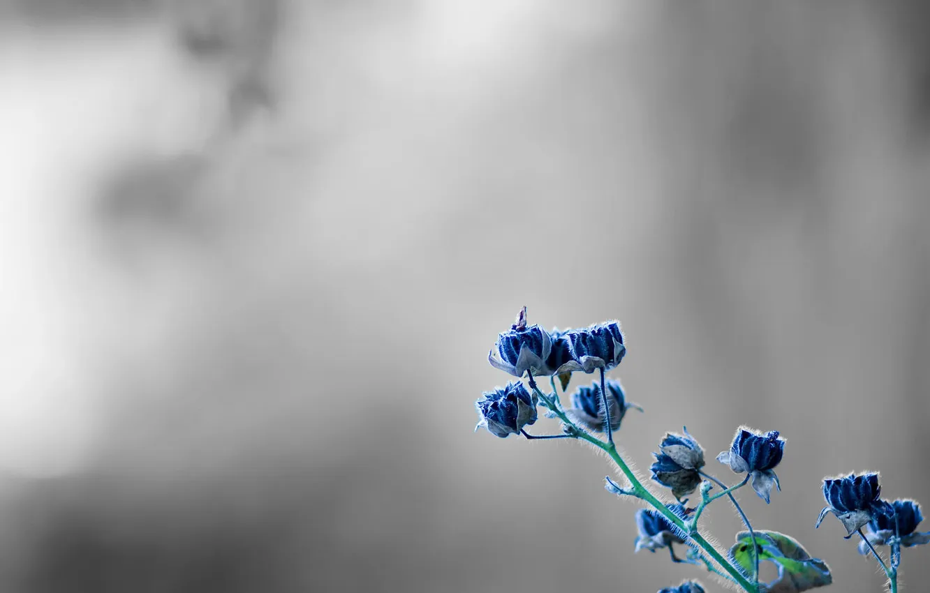 Фото обои макро, цветы, растение, серый фон