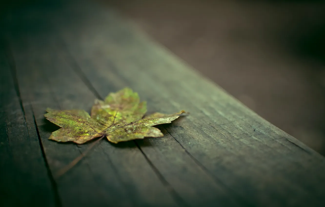 Фото обои осень, макро, лист, доски