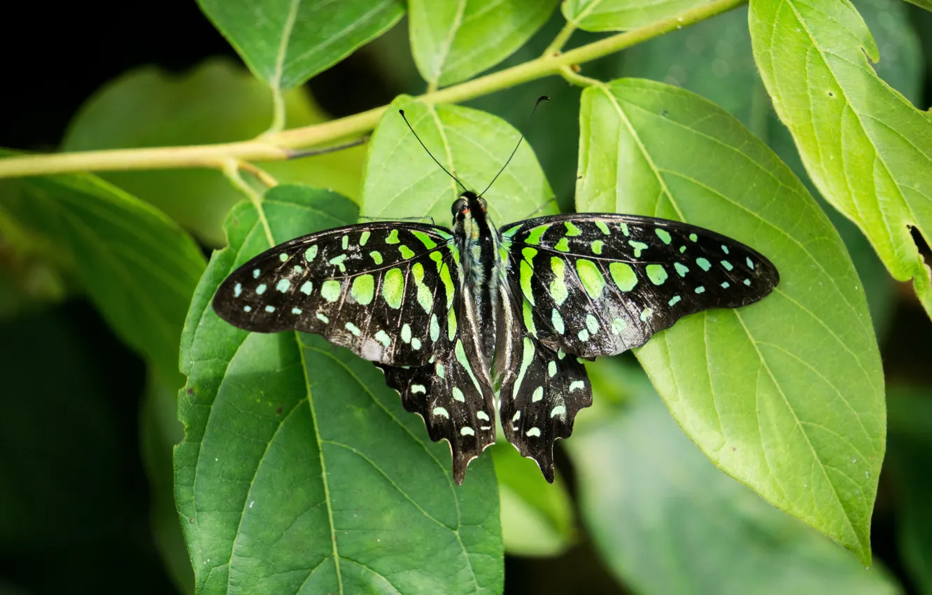 Фото обои green, black, nature, butterfly, garden, insect, highland, malaysia