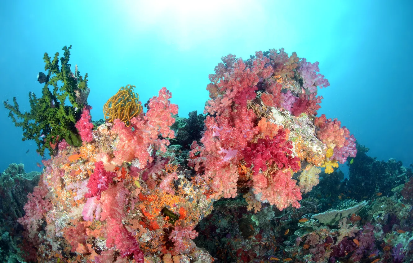 Фото обои море, цвета, вода, рыбки, кораллы, подводный мир