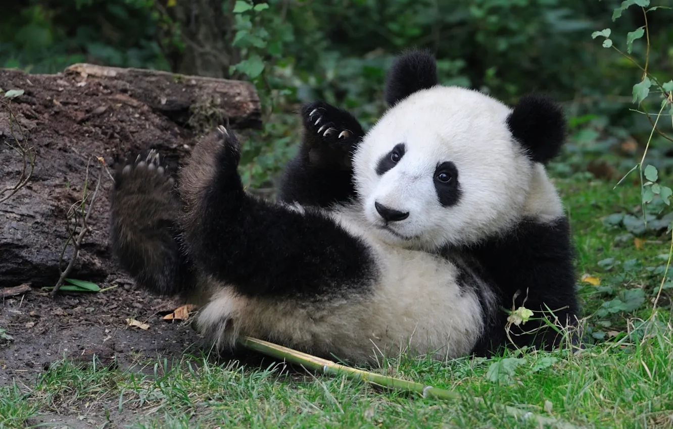 Фото обои малыш, медведь, панда