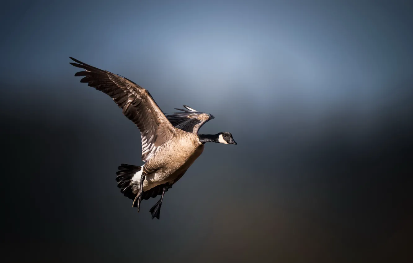 Фото обои полет, природа, птица