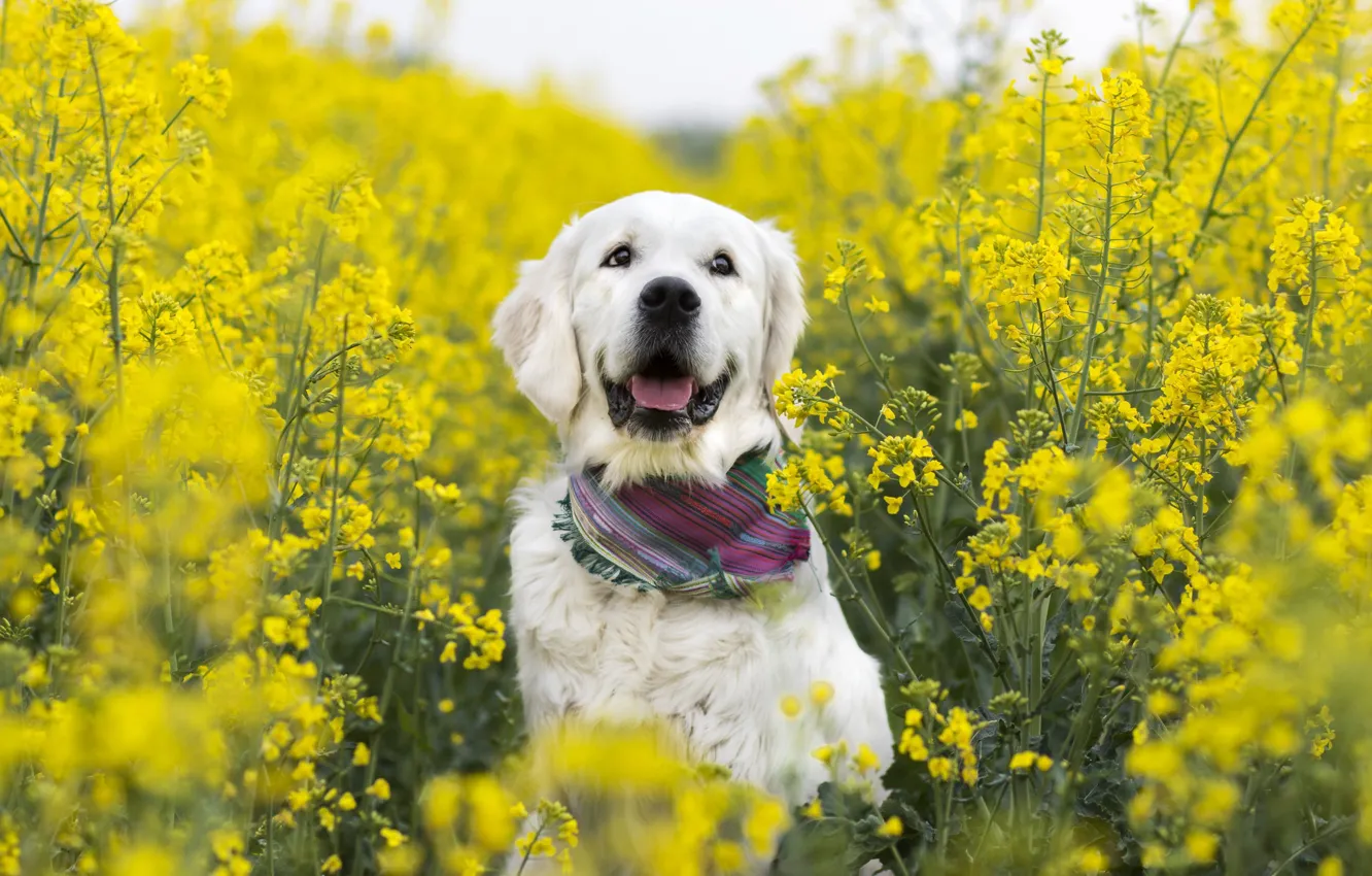 Фото обои лето, друг, собака, рапс
