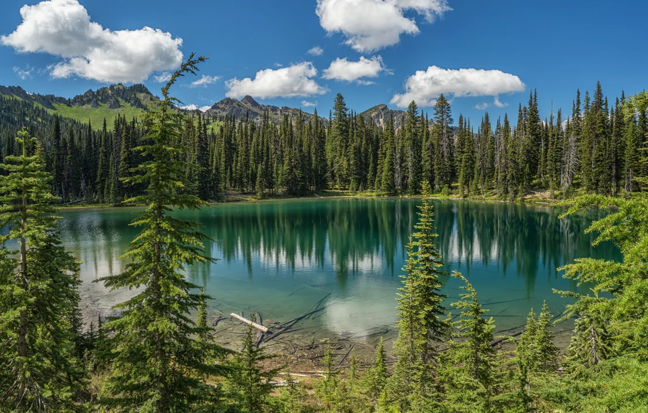 Фото обои лес, горы, озеро, ели, штат Вашингтон, Mount Rainier National Park, Национальный парк Маунт-Рейнир, Каскадные горы