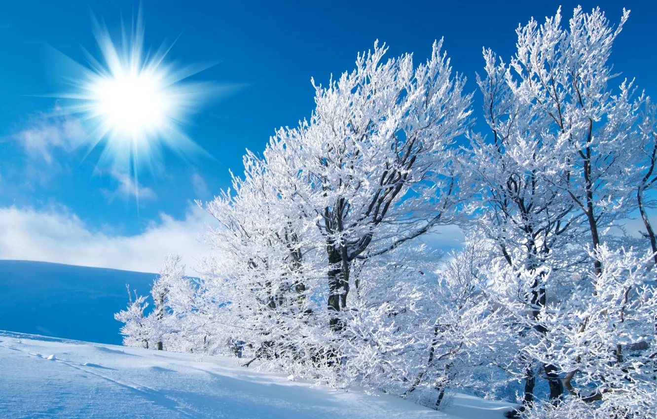 Фото обои зима, иней, поле, небо, солнце, свет, снег, деревья