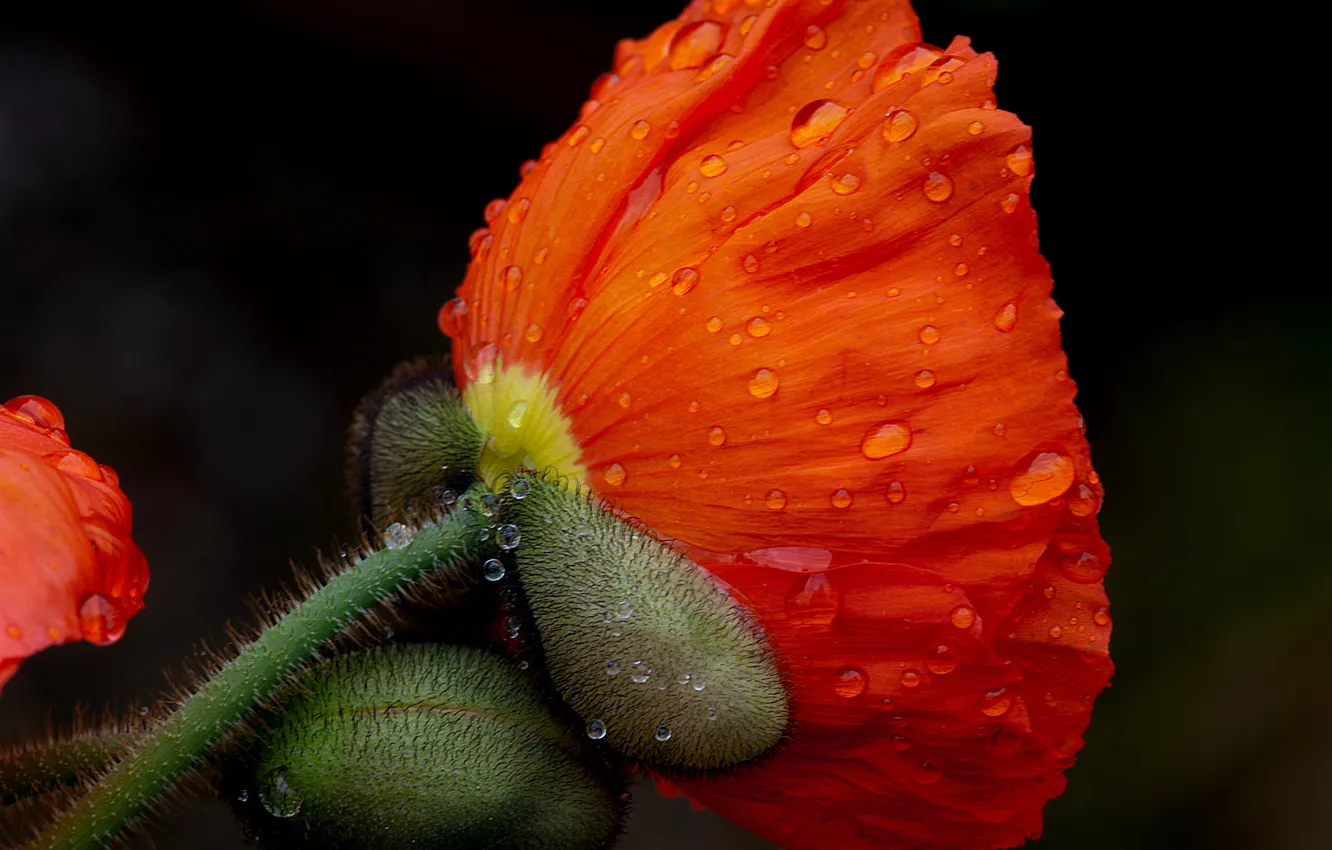 Фото обои цветок, макро, красный, растение, мак