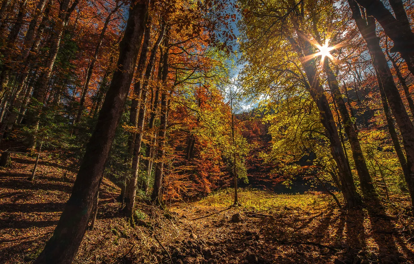 Фото обои осень, лес, солнце, лучи, деревья, горы, Черногория, Biogradska Gora National Park