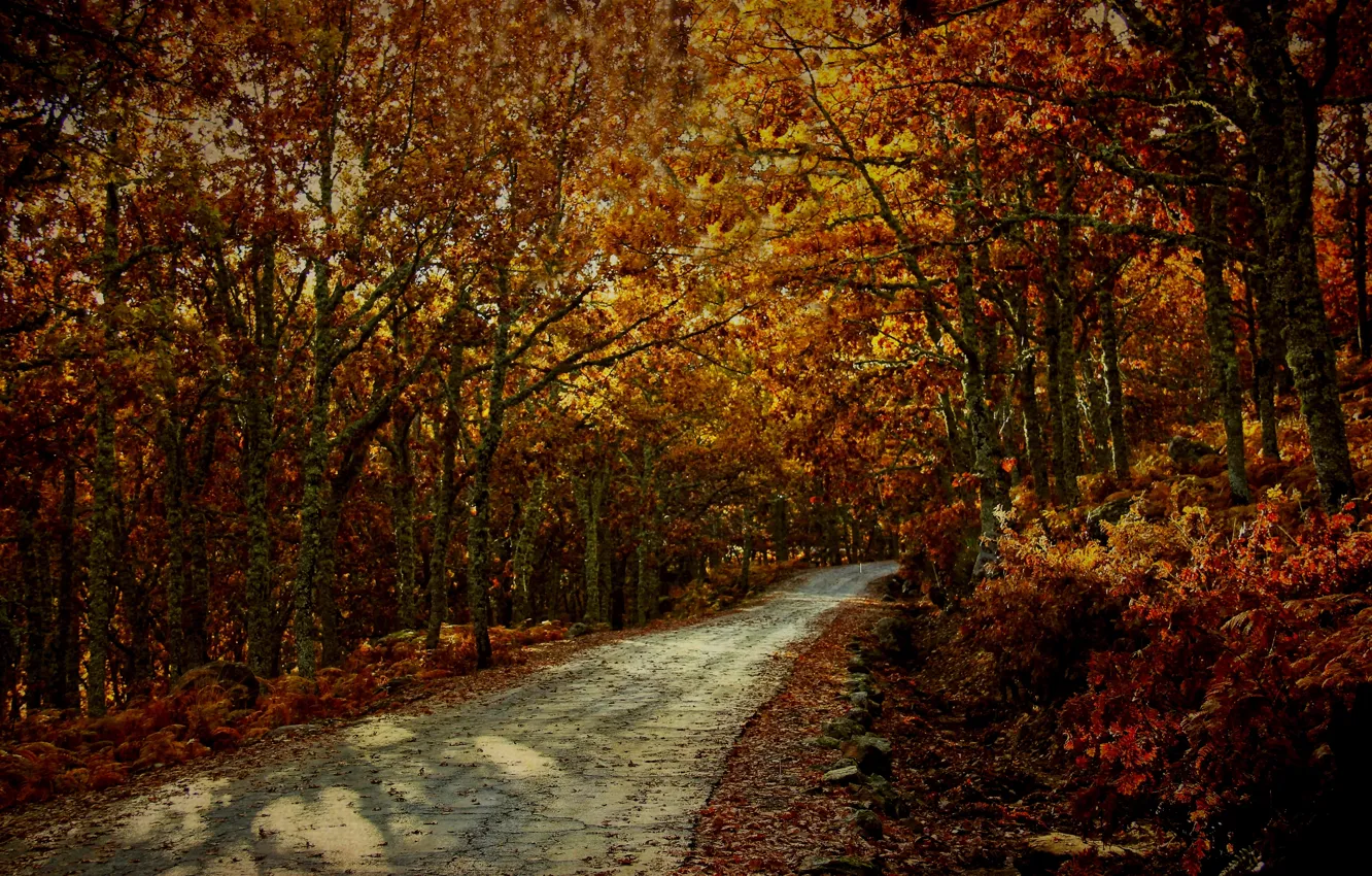Фото обои road, trees, spain, Europe, autumn, way, route, fall