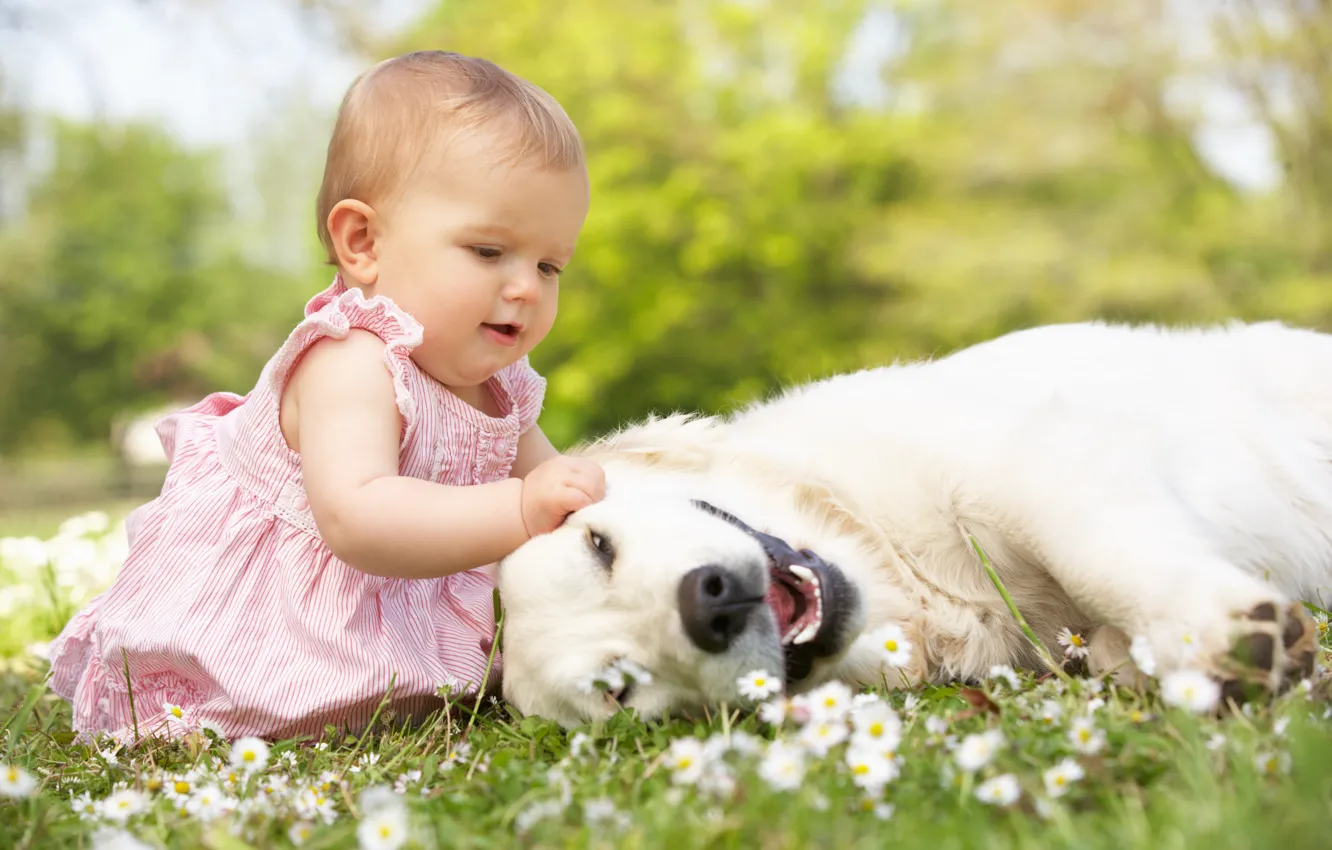 Фото обои трава, радость, цветы, детство, игры, ребенок, собака, play