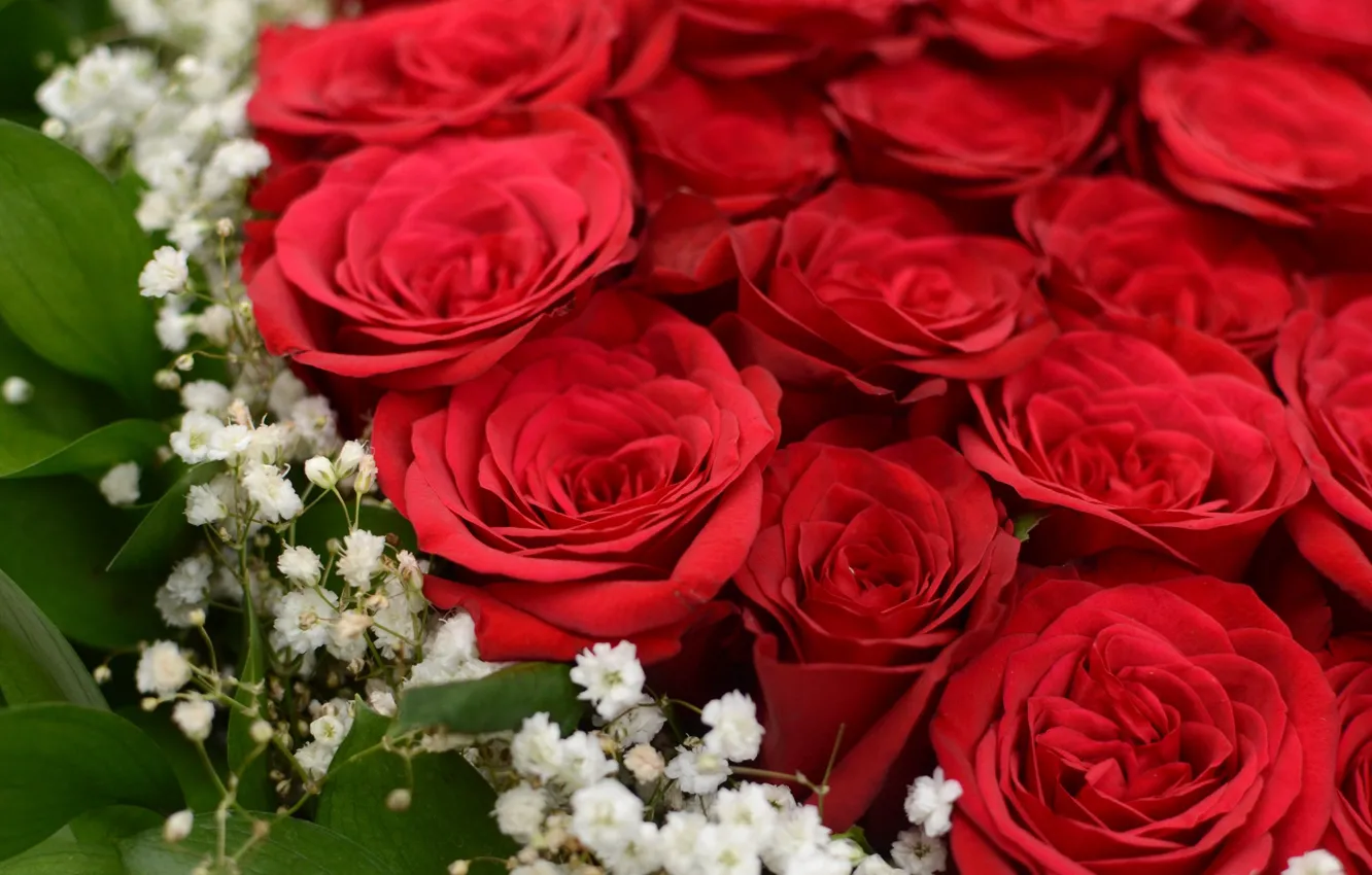 Фото обои цветы, красный, розы, букет, бутоны
