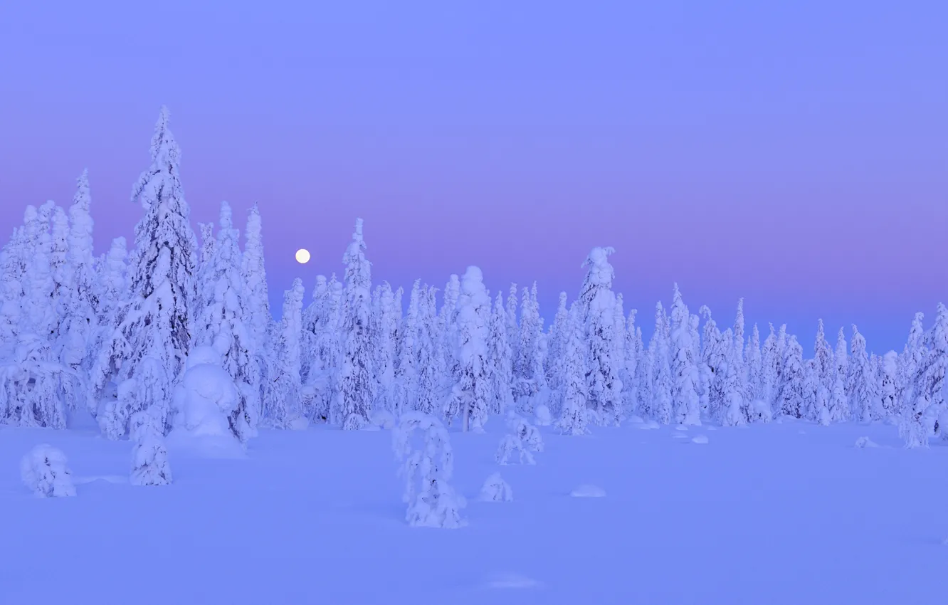 Фото обои зима, лес, снег, деревья, ночь, луна, moon, forest