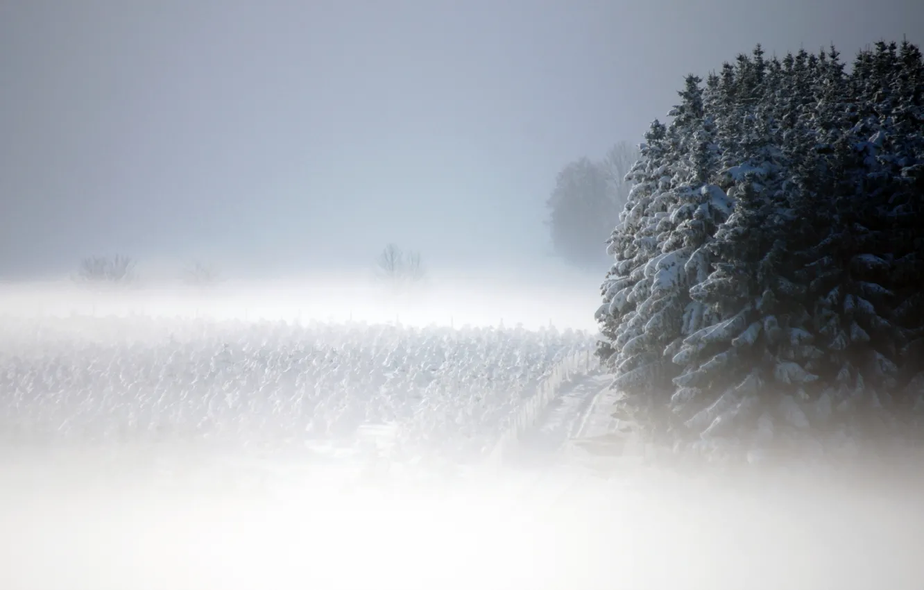 Фото обои снег, пейзаж, туман