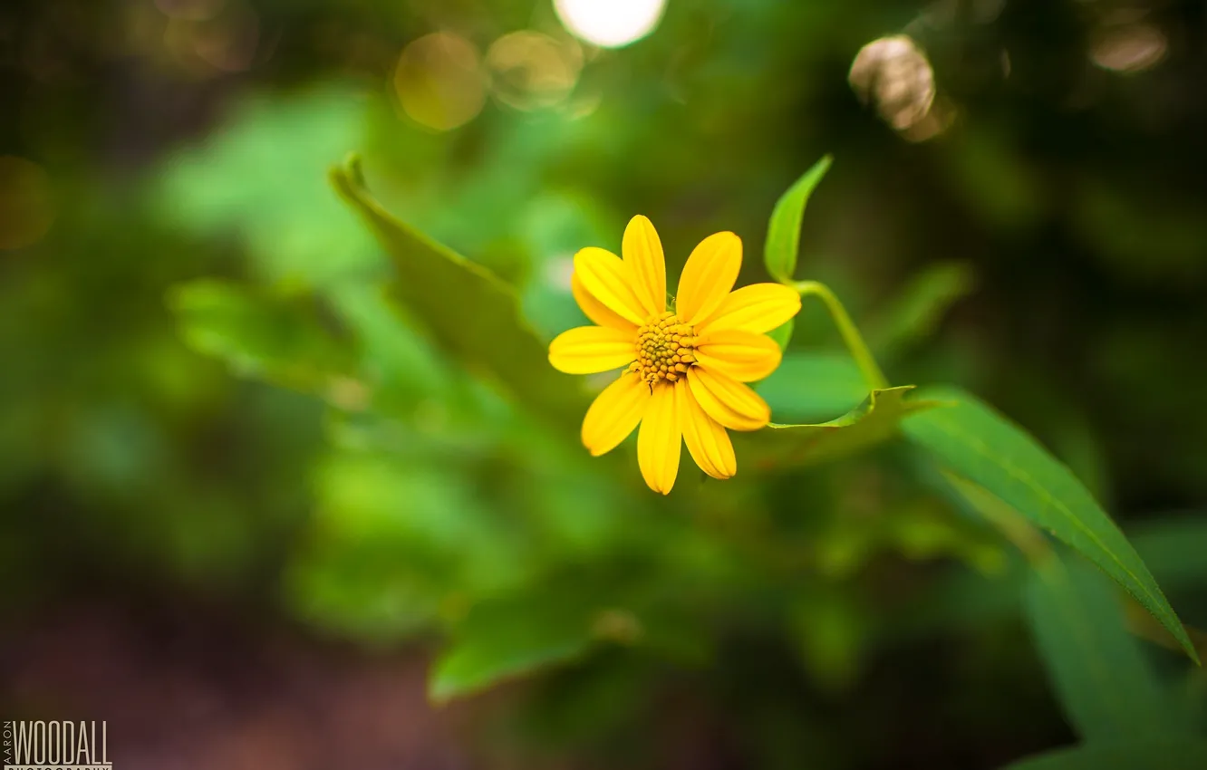 Фото обои цветок, желтый, стебель, photographer, Aaron Woodall