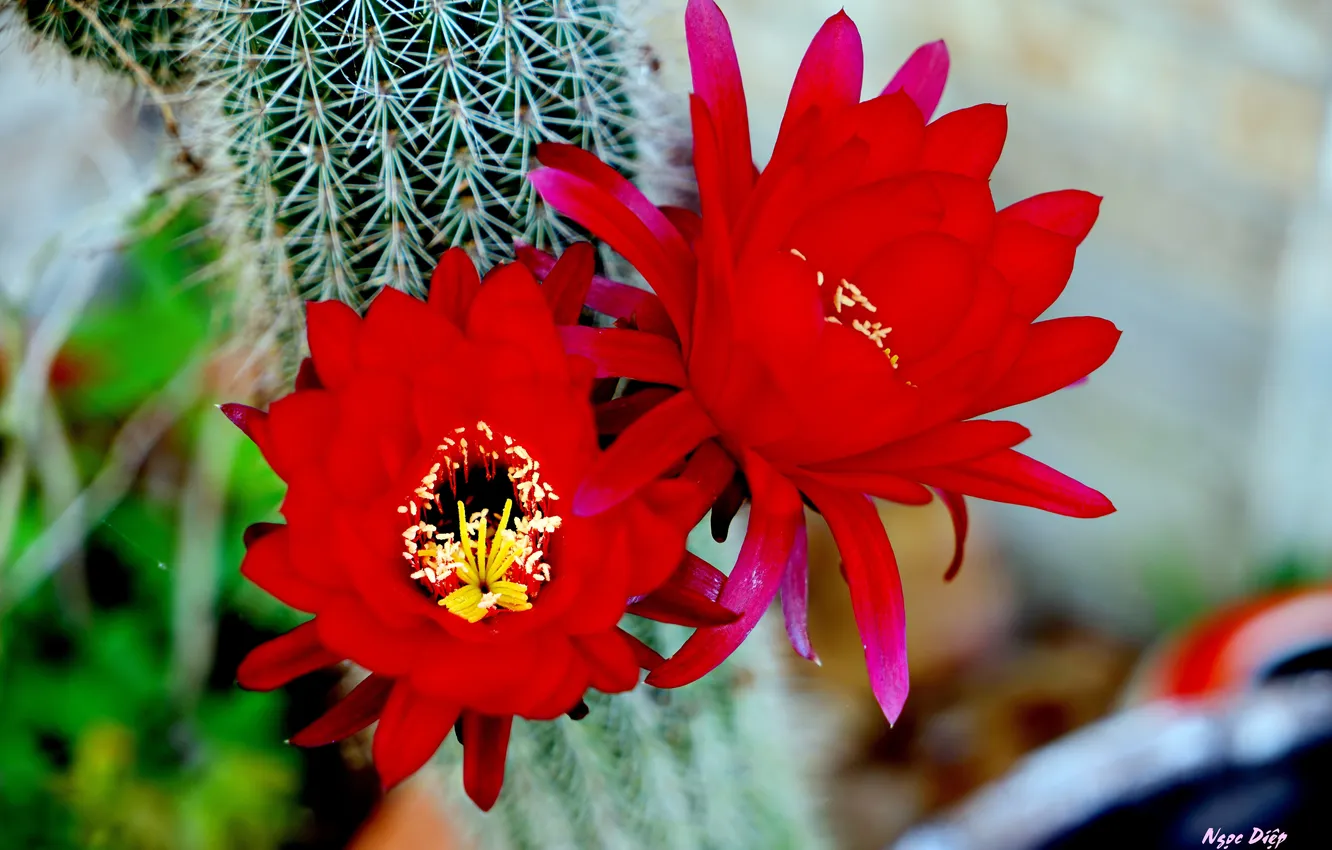 Фото обои макро, красный, Цветок, flower