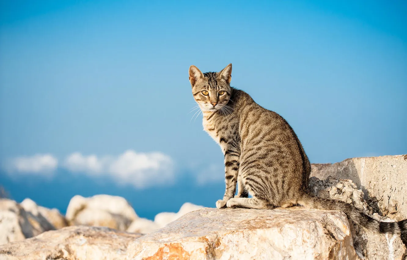 Фото обои кошка, кот, камни, серый, полосатый