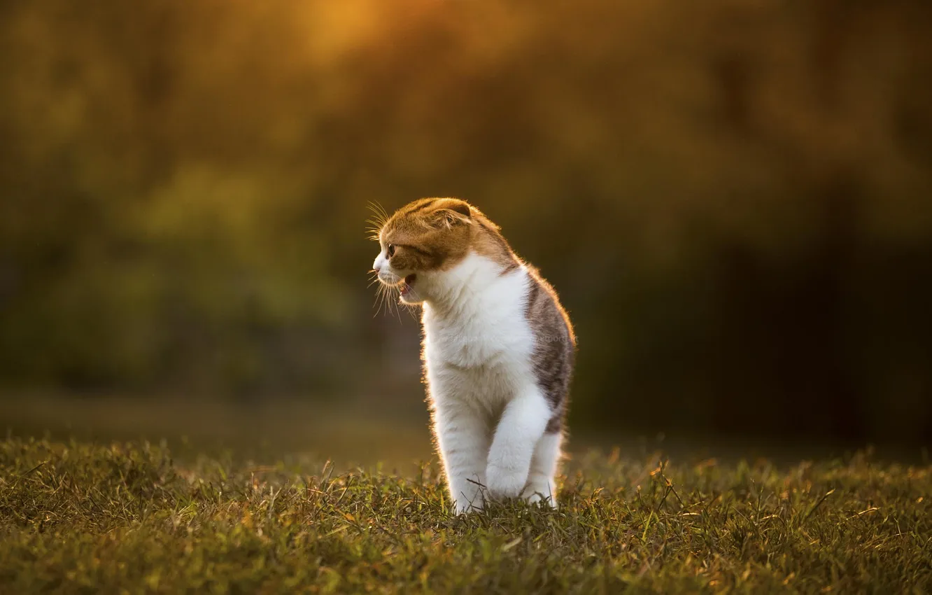 Фото обои кошка, трава, свет, природа, размытость, шотландская вислоухая