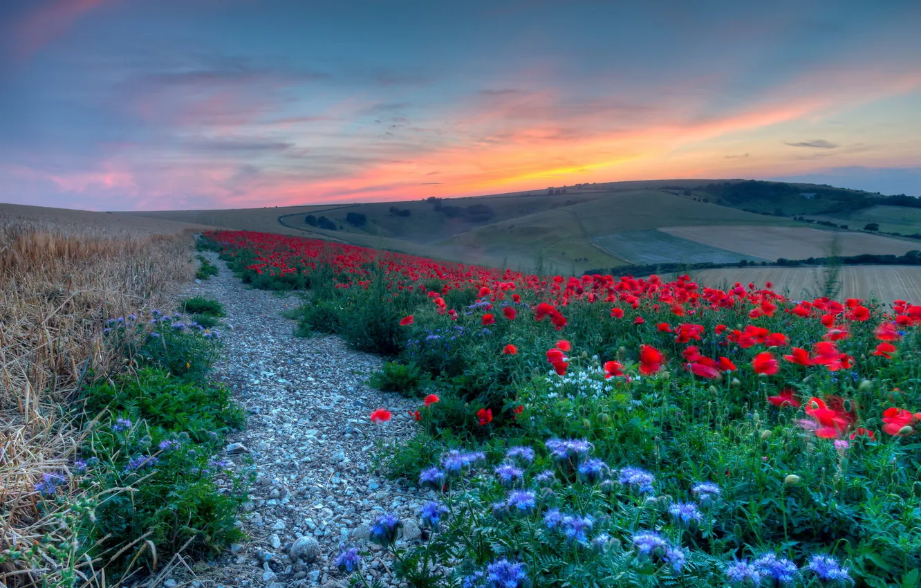 Фото обои поле, пейзаж, закат, цветы