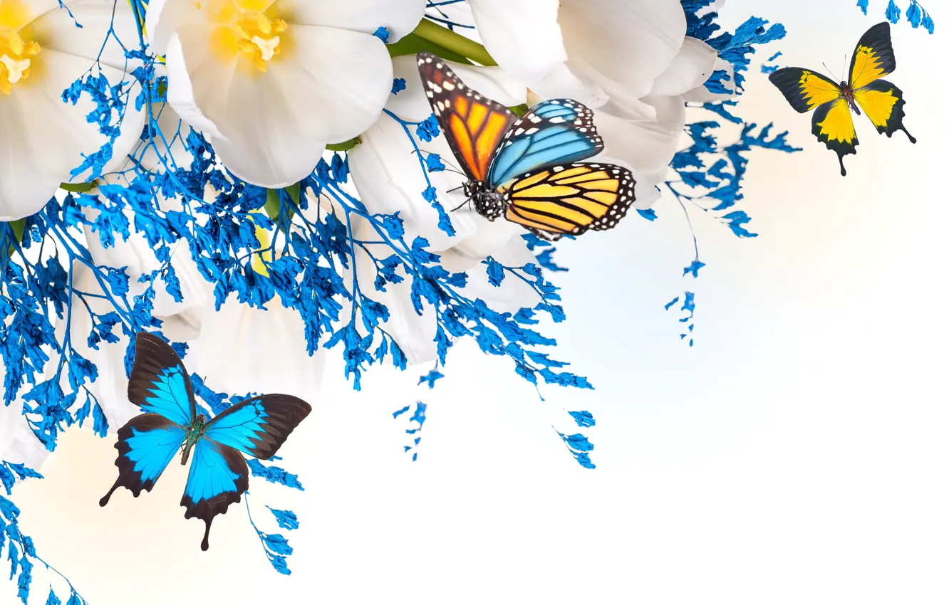 Фото обои цветы, коллаж, бабочка, крылья, лепестки, тюльпаны, мотылек