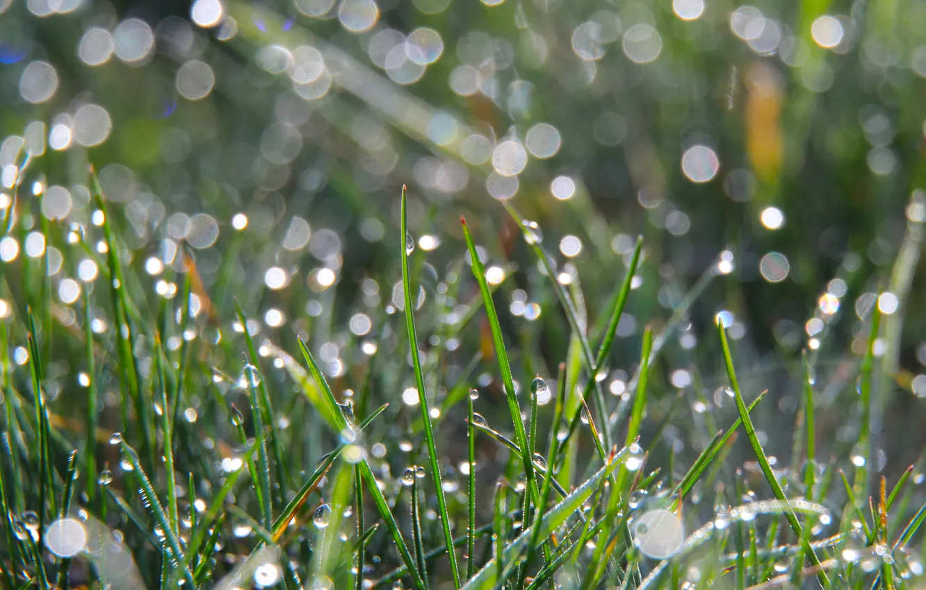 Фото обои grass, drops, dew