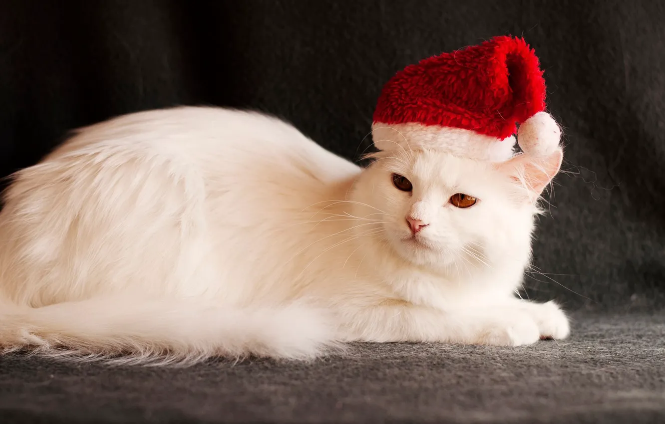 Фото обои кошка, темный фон, праздник, новый год, рождество, белая, образ, санта клаус