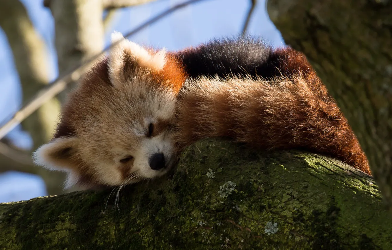 Фото обои ветки, дерево, спит, красная панда, Firefox