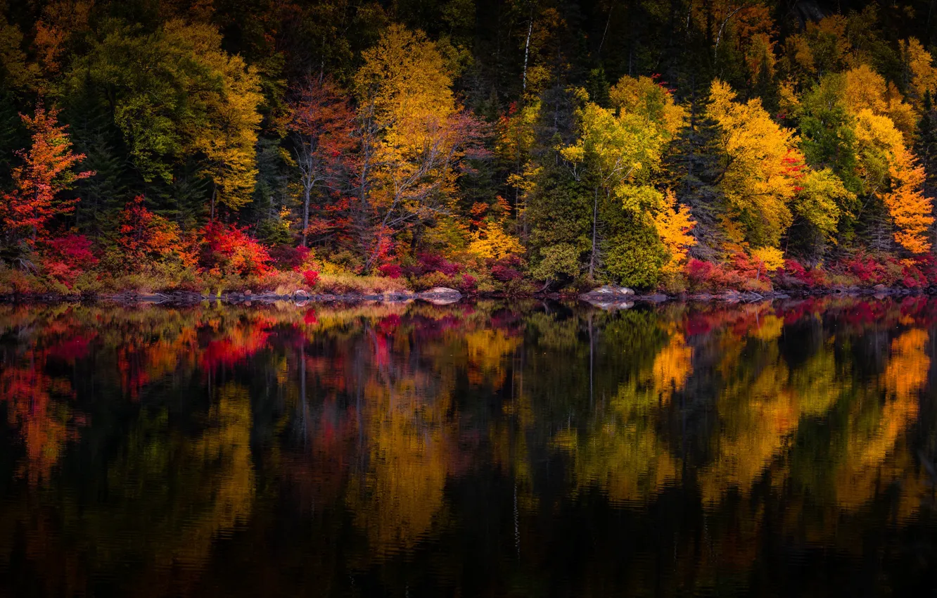 Фото обои осень, лес, деревья, озеро, отражение, берег, темная вода, водоем