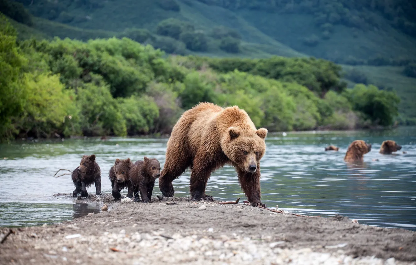 Фото обои лето, дети, река, холмы, берег, склон, медведь, медведи