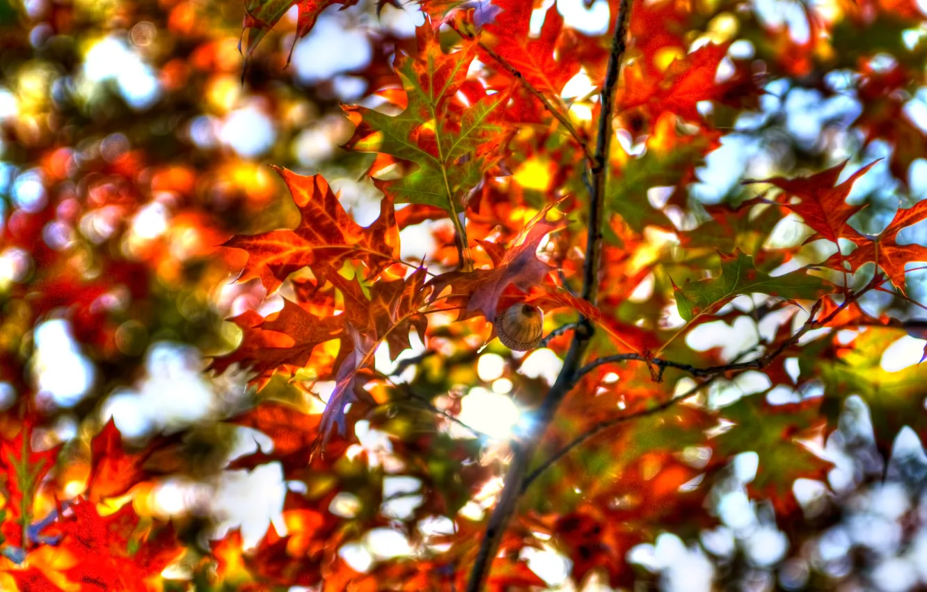 Фото обои осень, небо, листья, дерево, ветка, текстура, багрянец