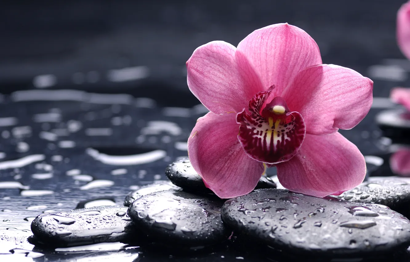 Фото обои цветок, капли, макро, камни, розовая, орхидея, черные, orchid