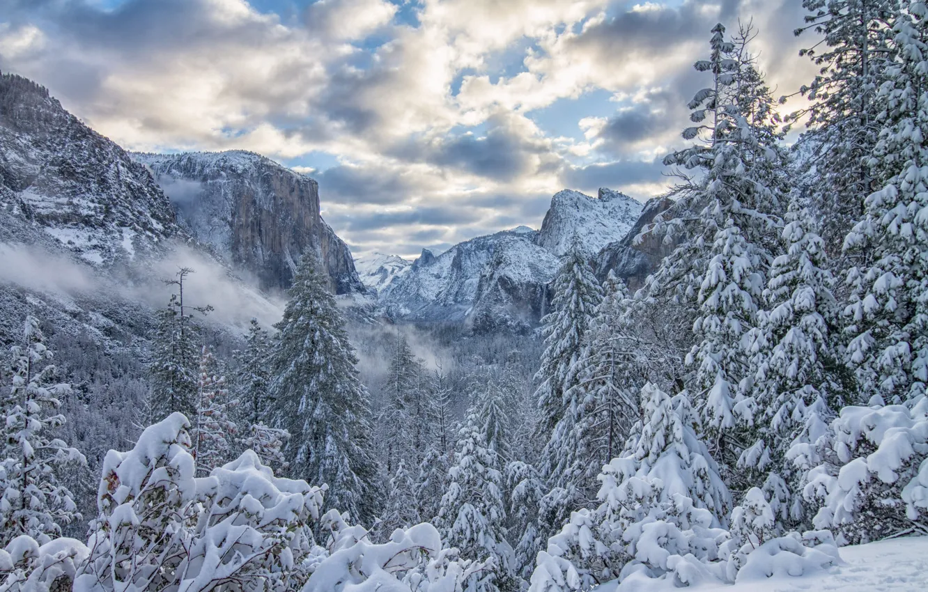 Фото обои зима, лес, снег, деревья, горы, ели, Калифорния, California