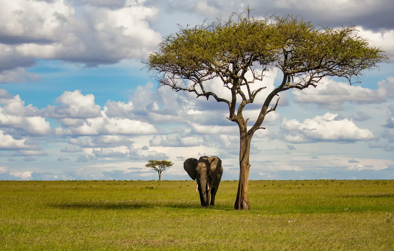 Фото обои поле, дерево, слон, саванна, Африка, прогулка