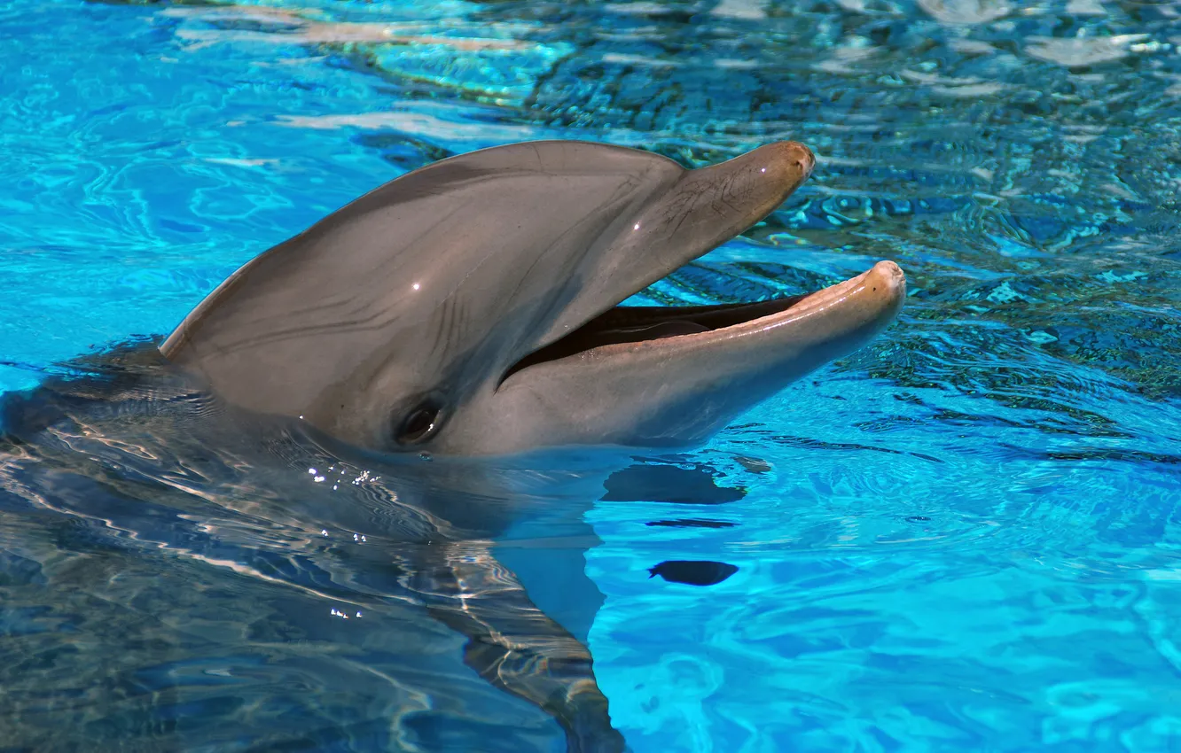 Фото обои вода, дельфин, млекопитающее