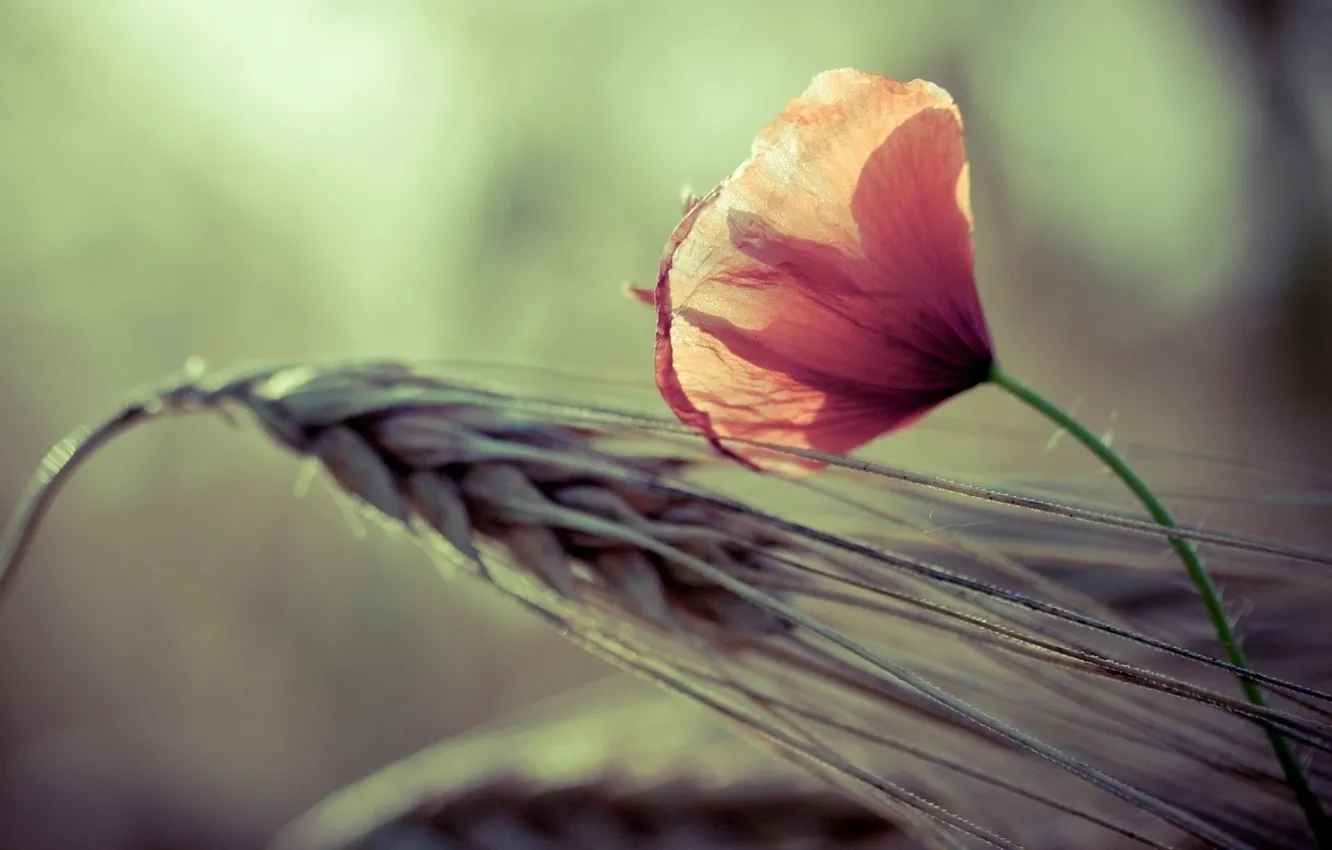 Фото обои пшеница, макро, цветы, природа, фон, колосья