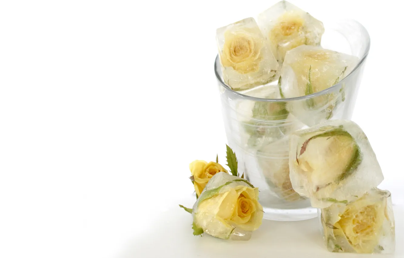 Фото обои холод, лед, стакан, кубики, розы, белые, цветки