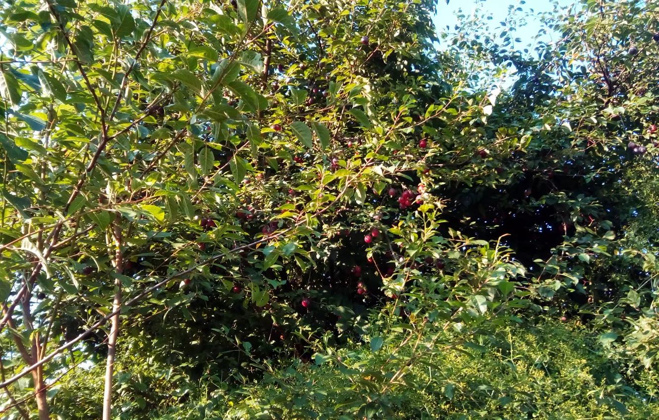 Фото обои garden, august, Cherry plum