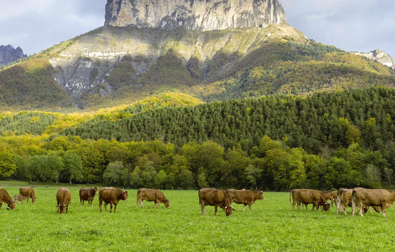 Фото обои природа, Франция, коровы, луг, гора Эгюий