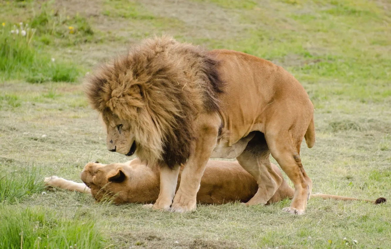 Фото обои love, lions, animal, Africa, big cats, liones, India.