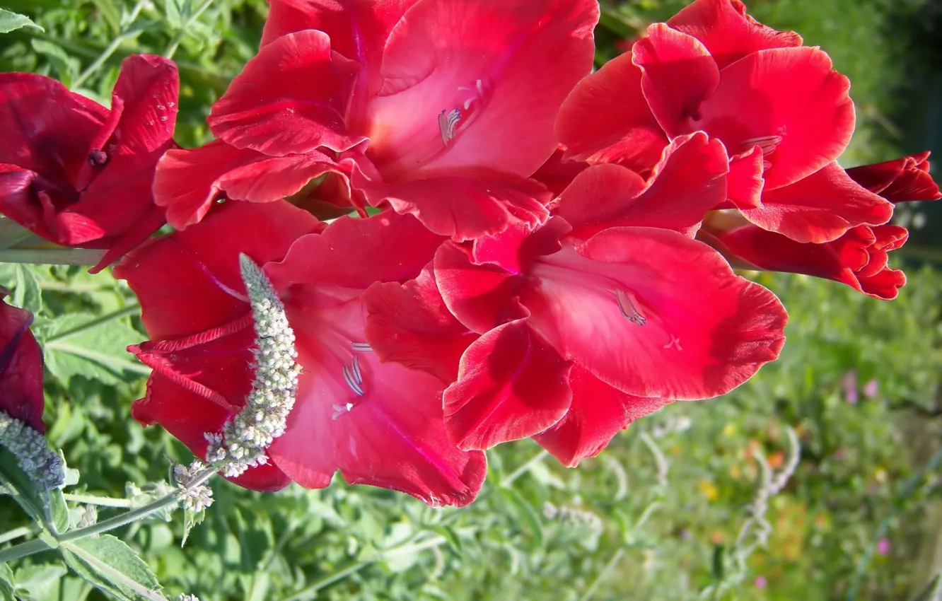 Фото обои цветы, красный, гладиолус, Meduzanol ©