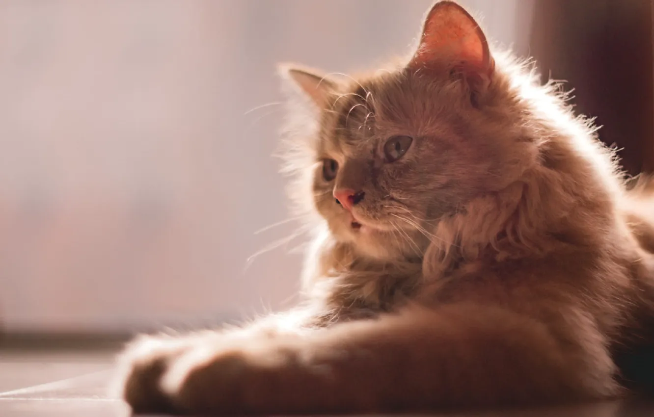 Фото обои лапки, мордочка, пушистый кот