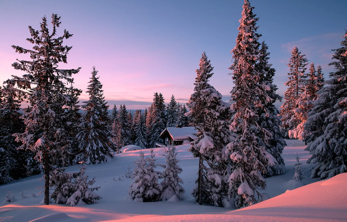 Фото обои зима, лес, солнце, холм, Allan Pedersen