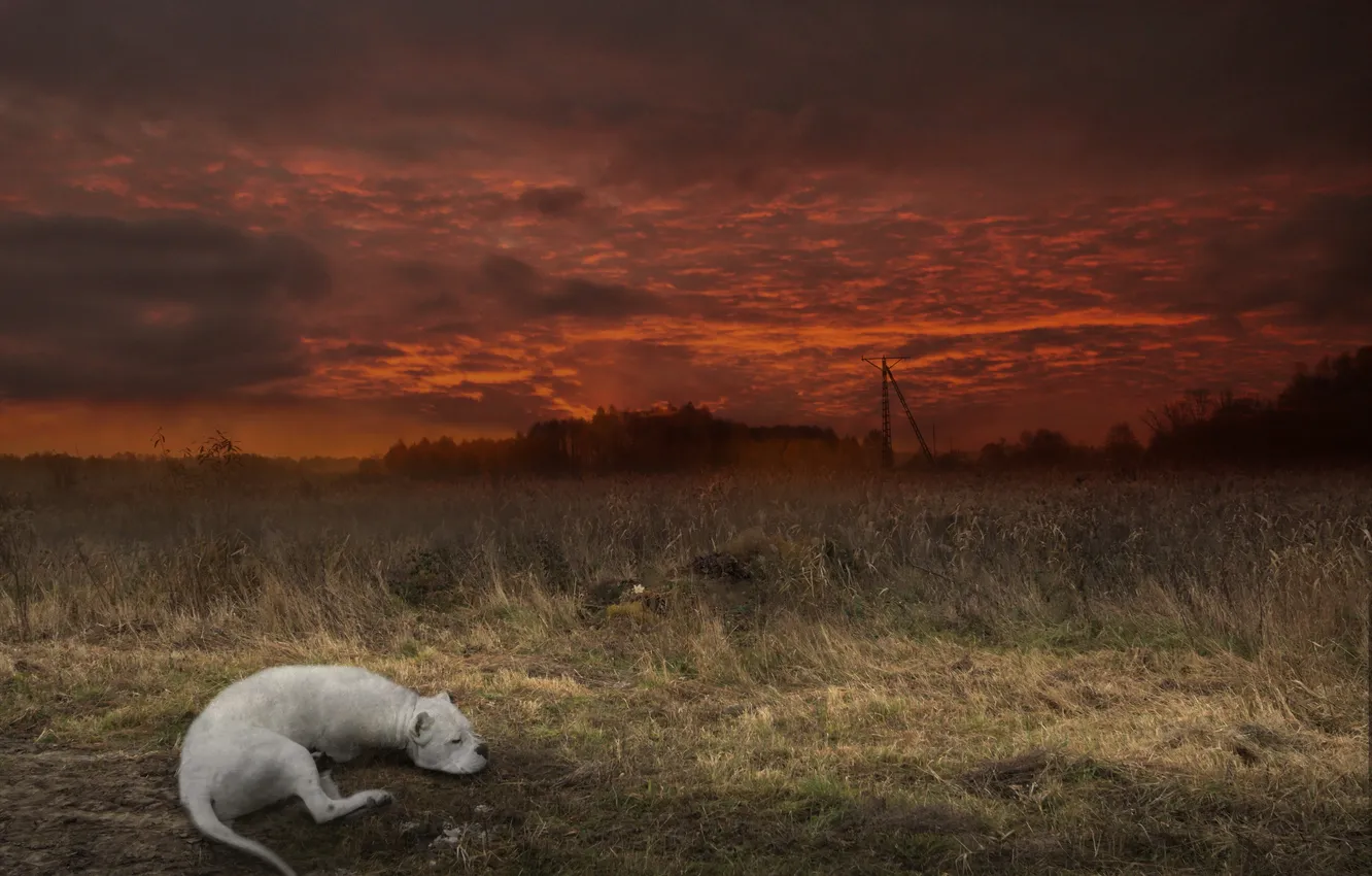 Фото обои поле, ночь, собака