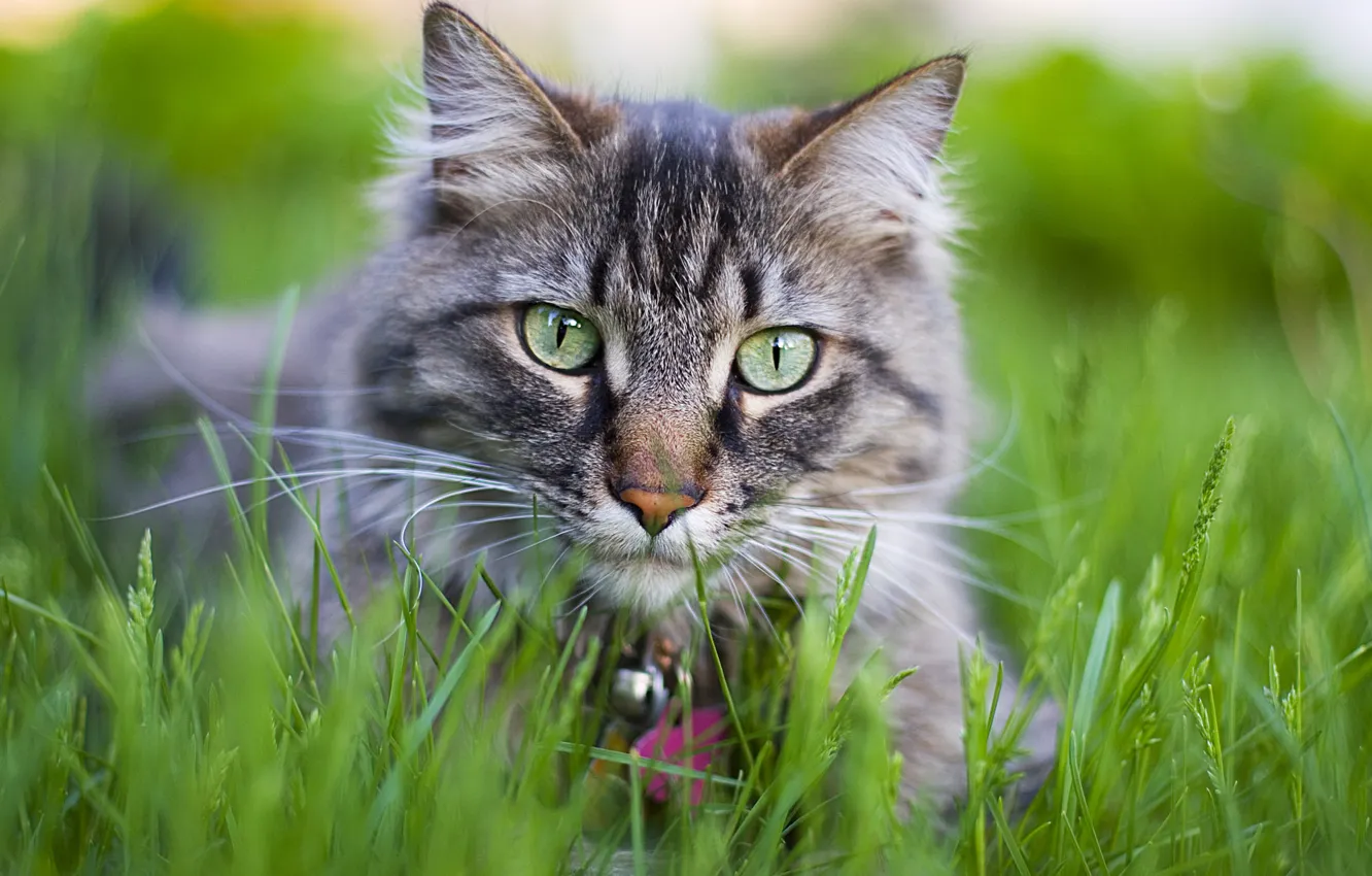 Фото обои кошка, трава, кот, цветы, котенок, киска, киса, cat