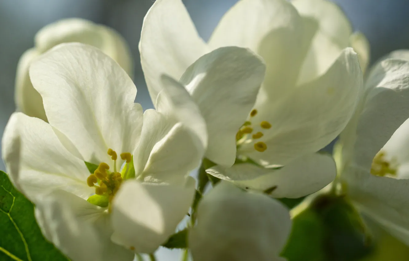 Фото обои белый, цветок, яблоня