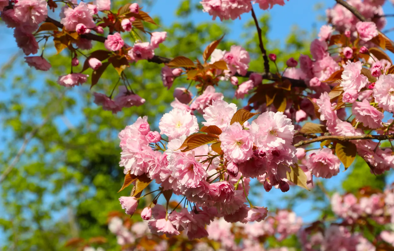 Фото обои flowers, spring, Japanese cherry