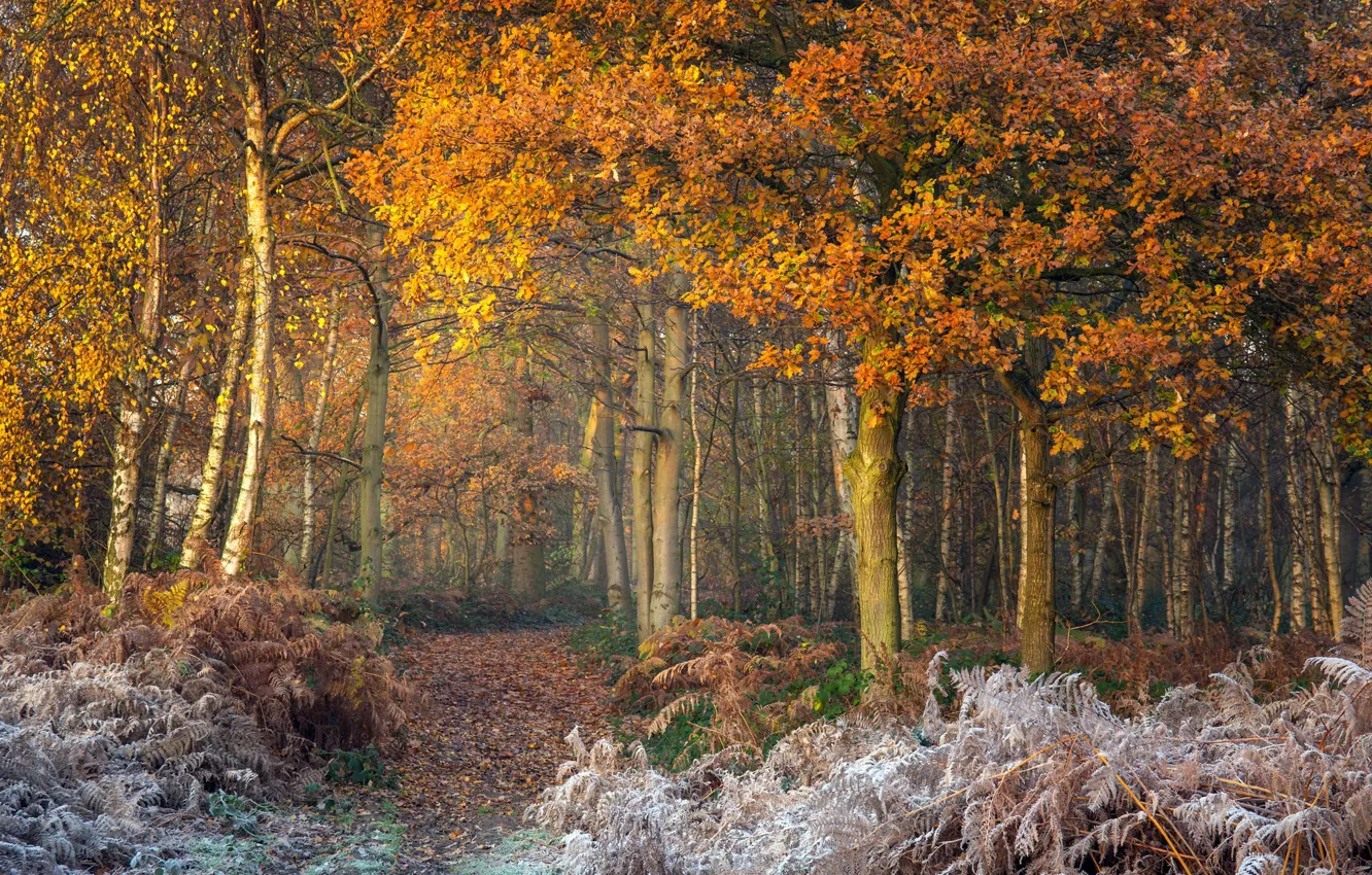 Фото обои зима, иней, осень, лес