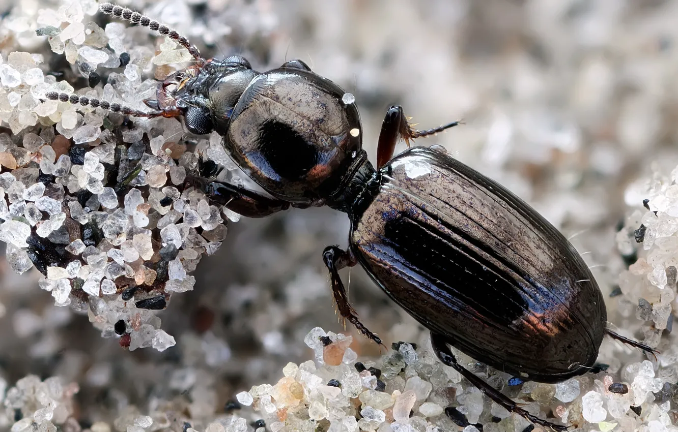 Фото обои макро, жук, насекомое